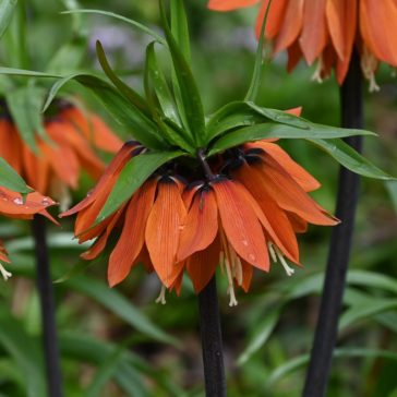   Fritillaria Orange Beauty (császárkorona) 1 db virághagyma (KP)