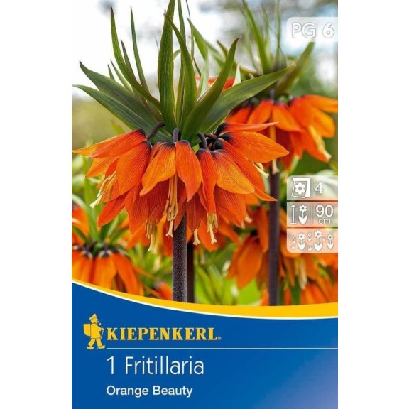 Fritillaria Orange Beauty (császárkorona) 1 db virághagyma (KP)