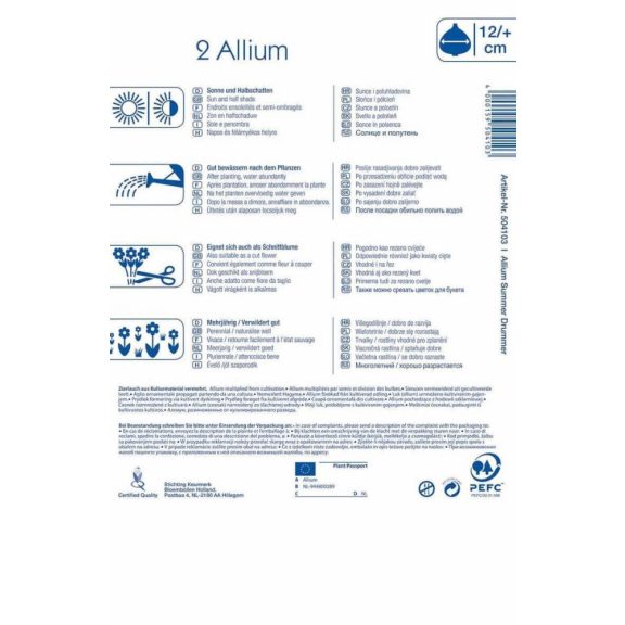 Allium Summer Drummer (KP)