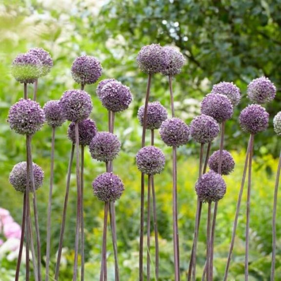 Allium Summer Drummer (KP)