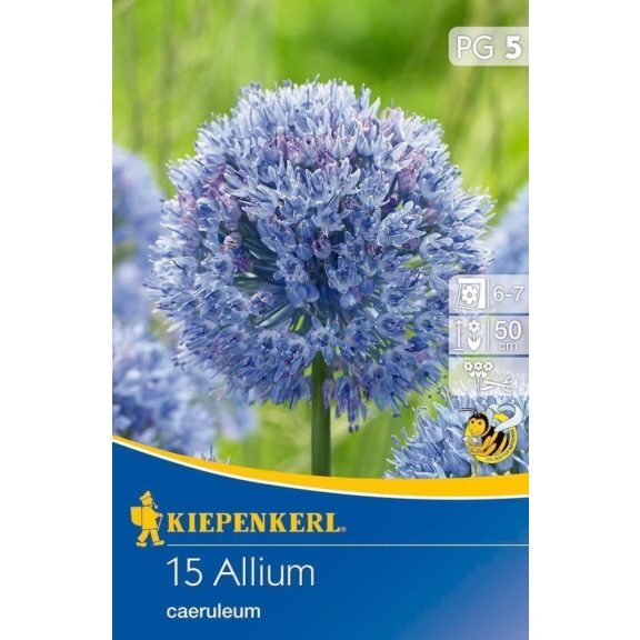 Allium caeruleum 12 db virághagyma (KP)