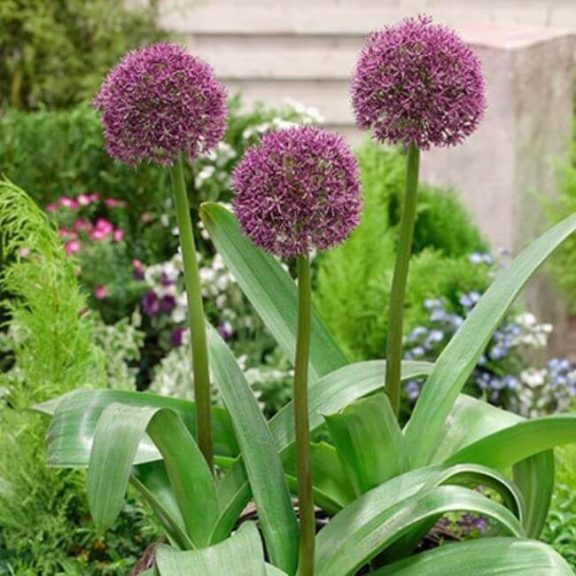 Allium Ostara (KP)