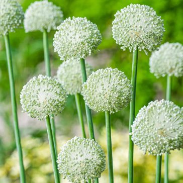 Allium Ping Pong 20 db virághagyma (KP)