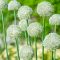 Allium Ping Pong 20 db virághagyma (KP)