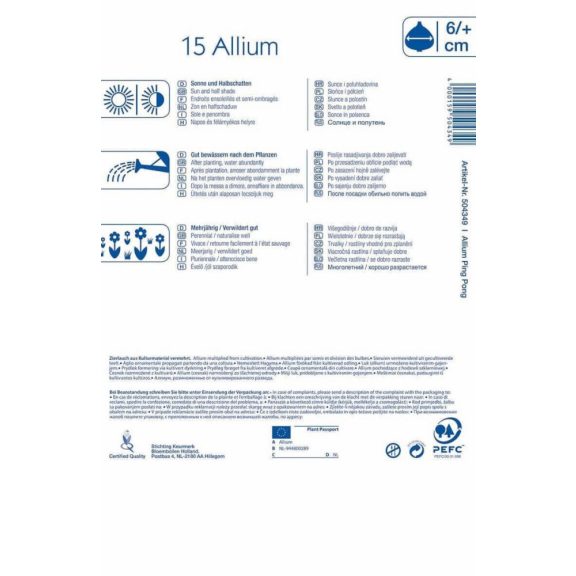 Allium Ping Pong 20 db virághagyma (KP)