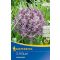 Allium christophii (KP)