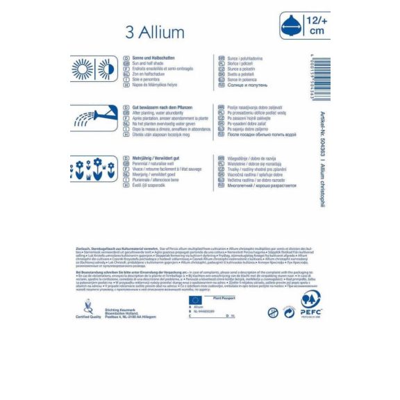 Allium christophii (KP)