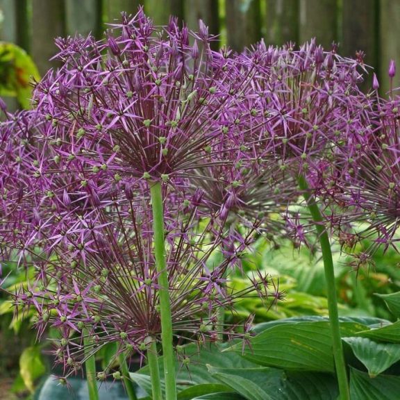 Allium christophii (KP)