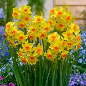 Botanikai nárcisz Falconet 7 db virághagyma (KP)