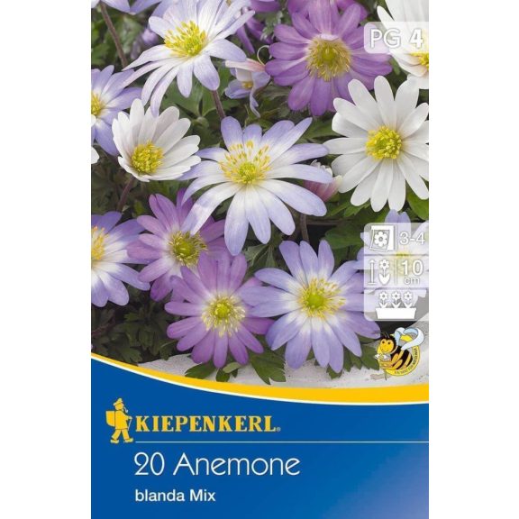Anemone blanda Mix 20 db virághagyma (KP)