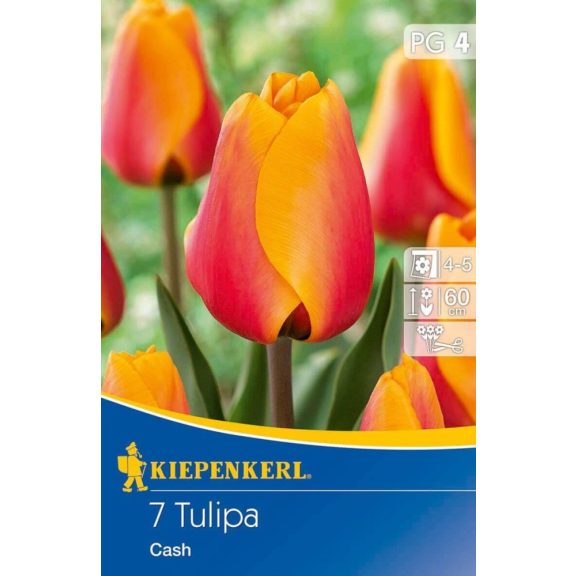 Darwin-hibrid tulipán Cash 8 db virághagyma (KP)
