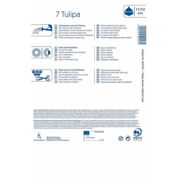 Darwin-hibrid tulipán Cash 8 db virághagyma (KP)