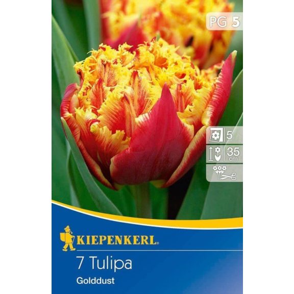 Rojtos tulipán Golddust 7 db virághagyma (KP)