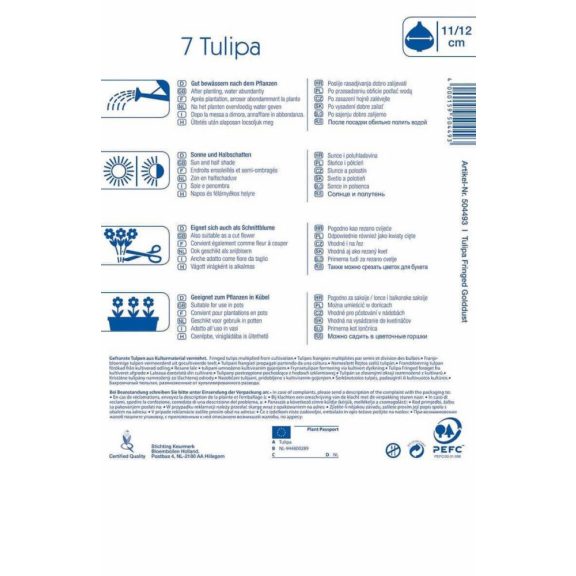 Rojtos tulipán Golddust 7 db virághagyma (KP)