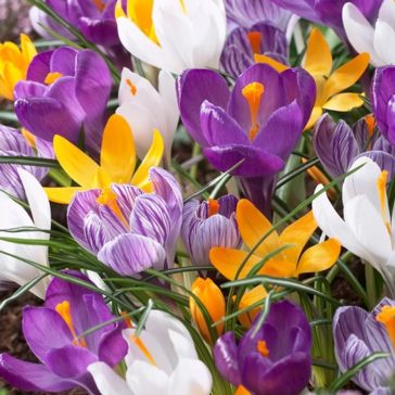 Nagyvirágú krókusz színkeverék 15 db virághagyma (KP)