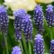 Muscari Night Eyes (gyöngyike) 20 db virághagyma (KP)