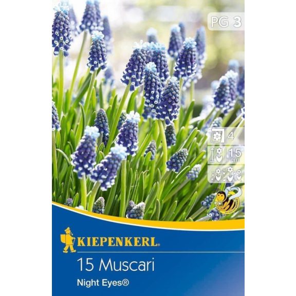 Muscari Night Eyes (gyöngyike) 20 db virághagyma (KP)