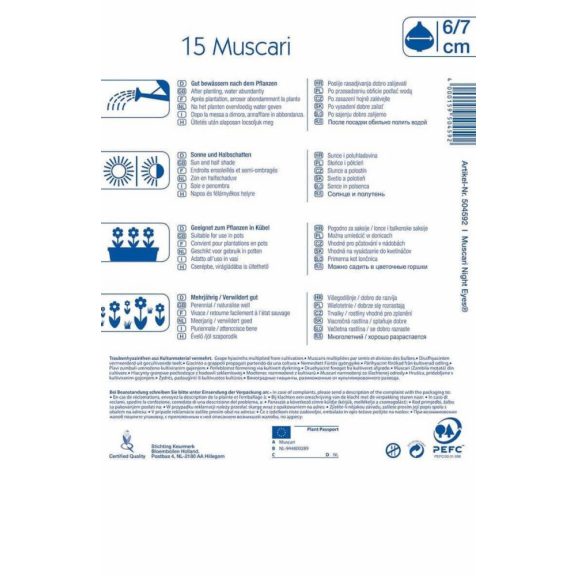 Muscari Night Eyes (gyöngyike) 20 db virághagyma (KP)