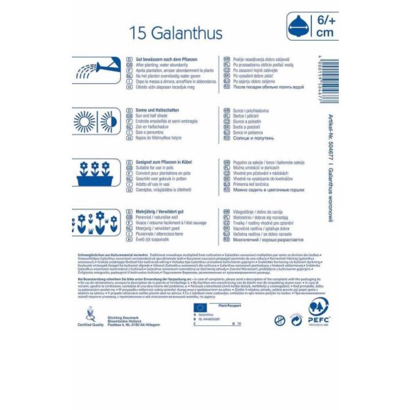 Galanthus woronowii (hóvirág) 15 db virághagyma (KP)