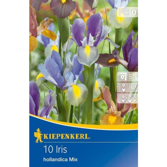 Iris hollandica színkeverék 10 db virághagyma (KP)