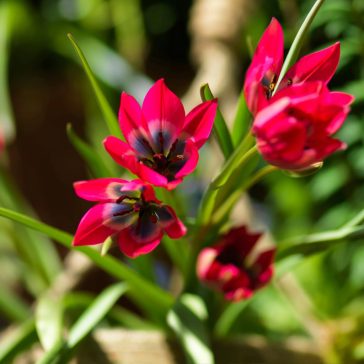 Tulipán Little Beauty 12 db virághagyma (KP)