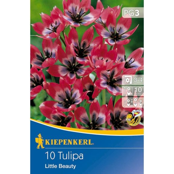 Tulipán Little Beauty 12 db virághagyma (KP)