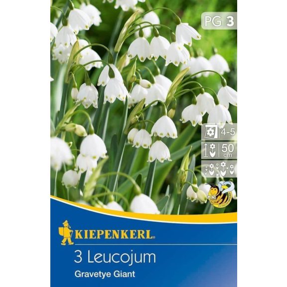 Leucojum aestivum (tőzike) 5 db virághagyma (KP)