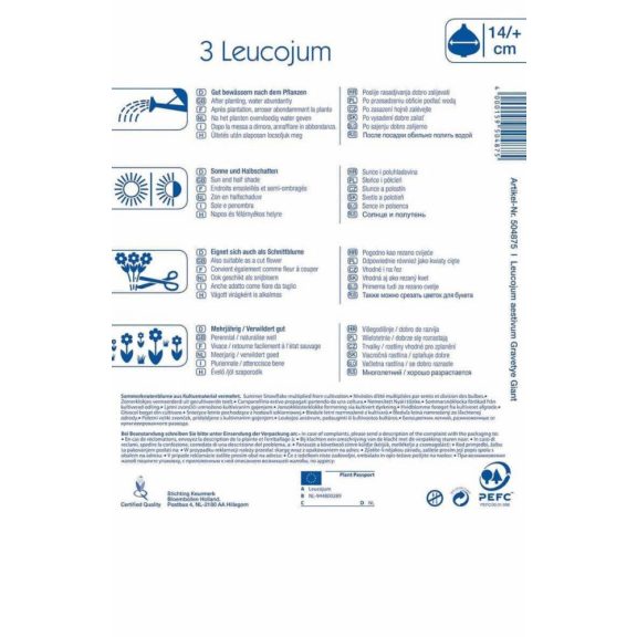 Leucojum aestivum (tőzike) 5 db virághagyma (KP)