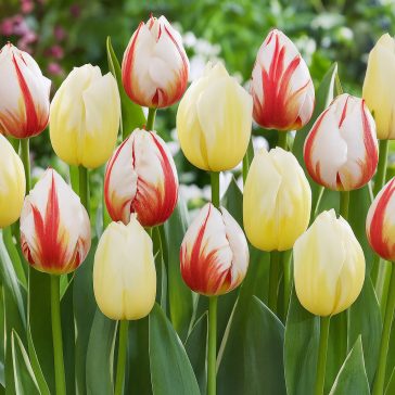 Triumph tulipán Happy Mix  7 db virághagyma (KP)