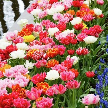   Tulipán Murillo-Mix (korai teltvirágú színkeverék) 10 db virághagyma (KP)