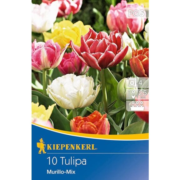 Tulipán Murillo-Mix (korai teltvirágú színkeverék) 10 db virághagyma (KP)