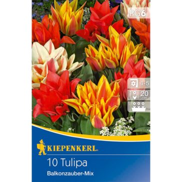Csokros tulipán Balkonzauber Mix (alacsony tulipánok) (KP)