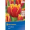 Tulipa Fabio (505148) (KP)