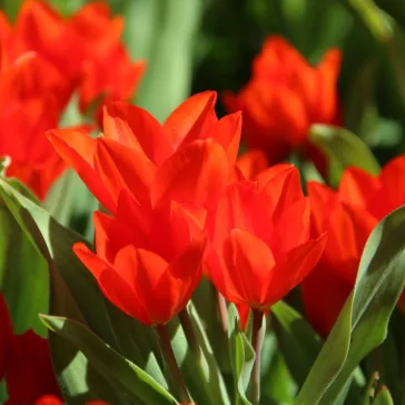 Tulipa praestans Fusilier  10 db virághagyma (KP)