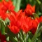 Tulipa praestans Fusilier  10 db virághagyma (KP)