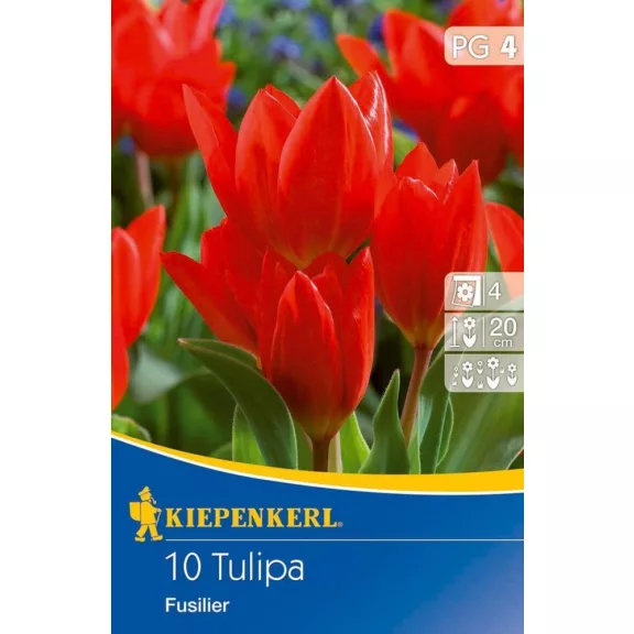 Tulipa praestans Fusilier  10 db virághagyma (KP)