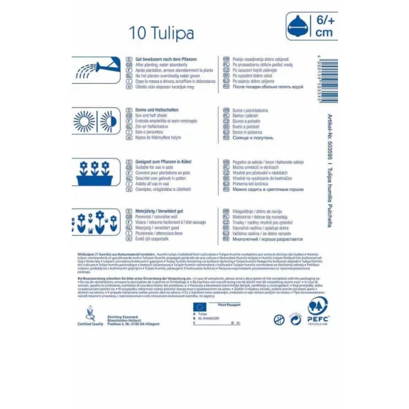 Tulipa praestans Fusilier  10 db virághagyma (KP)