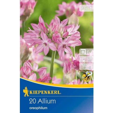 Allium oreophilum (KP)