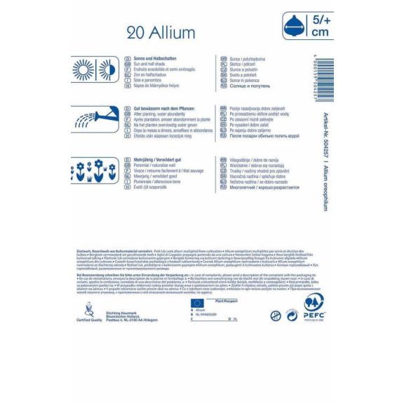 Allium oreophilum (KP)