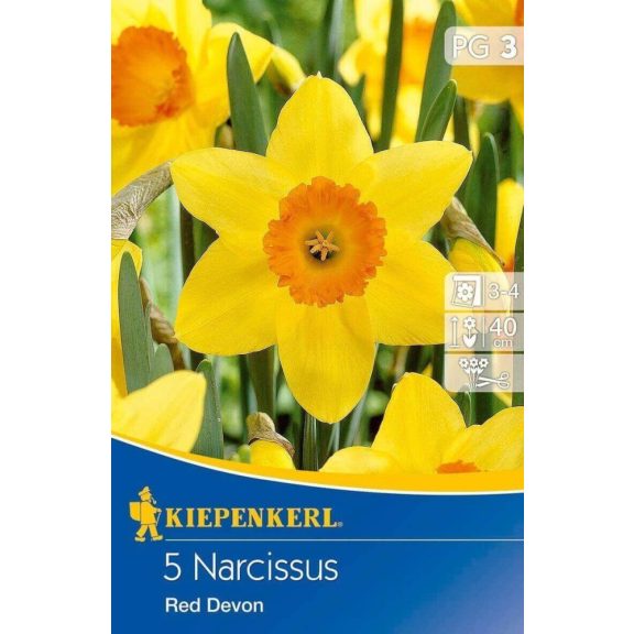 Nagykoronájú nárcisz Red Devon 5 db virághagyma (KP)