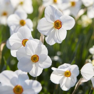 Nárcisz Actaea 5 db virághagyma (KP)