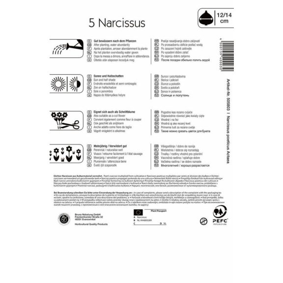Nárcisz Actaea 5 db virághagyma (KP)