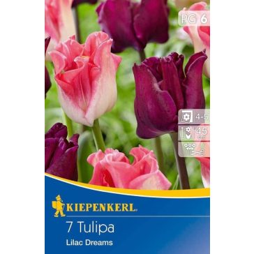 Korona tulipán-mix Lilac Dreams (KP)