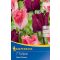 Korona tulipán-mix Lilac Dreams (KP)