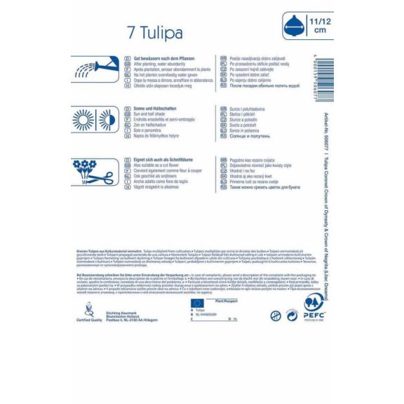 Korona tulipán-mix Lilac Dreams (KP)