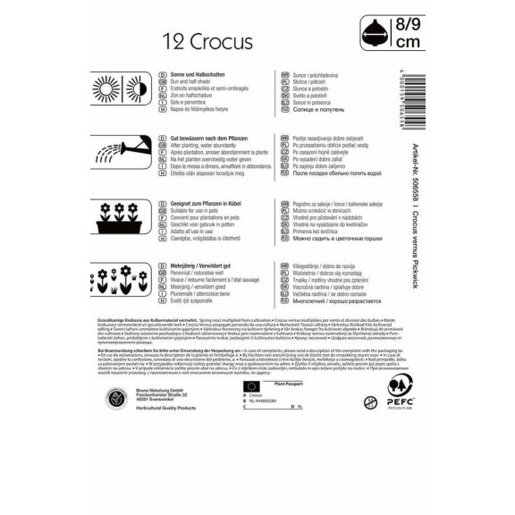 Nagyvirágú krókusz Pickwick (KP)