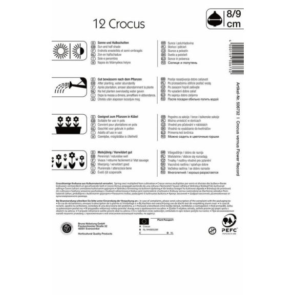 Nagyvirágú krókusz Flower Record/Purpurviolett (KP)