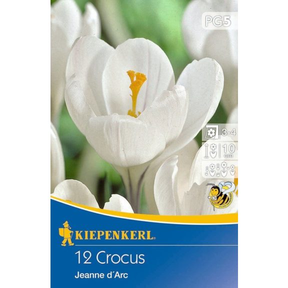 Nagyvirágú krókusz Jeanne d' Arc/Weiss 12 db virághagyma (KP)