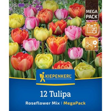   Mega-Pack Tulipán Roseflower-Mix (teltvirágú) 12 db virághagyma (KP)