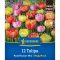 Mega-Pack Tulipán Roseflower-Mix (teltvirágú) 12 db virághagyma (KP)